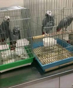 Congo Grey Parrot for sale