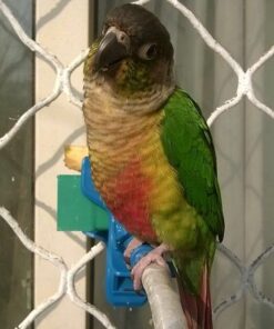 Green Cheek Conure