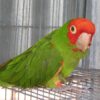 Cherry Headed Conure