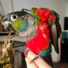 Crimson Bellied Conures for sale