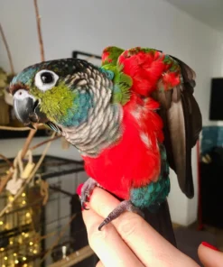 Crimson Bellied Conures for sale