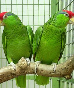 Cherry Headed Conure