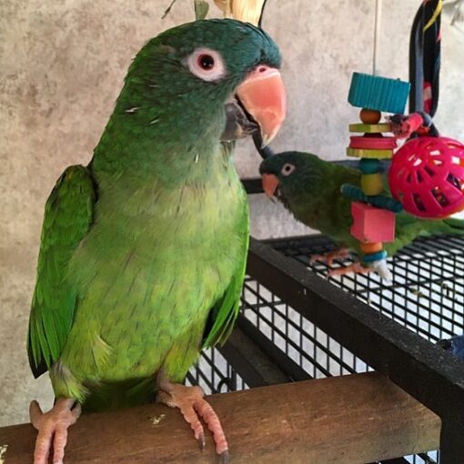 Blue Crown Conure for sale