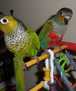 Black Capped Conure for sale