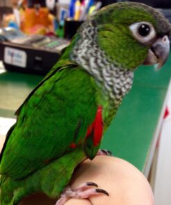 Black Capped Conure for sale