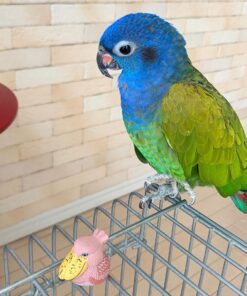 Blue Headed Pionus