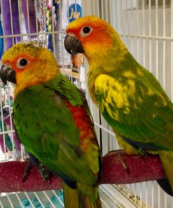 Jenday Conure for sale