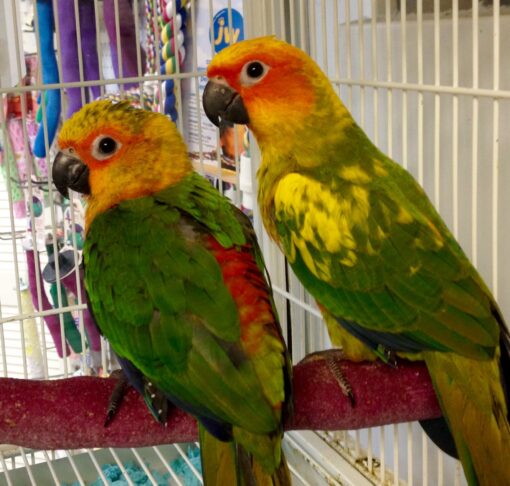 Jenday Conure for sale