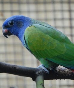 Blue Headed Pionus