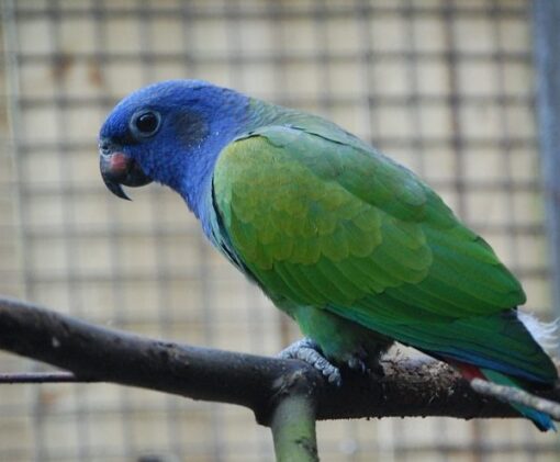 Blue Headed Pionus