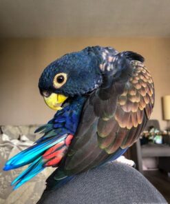 Bronze Winged Pionus