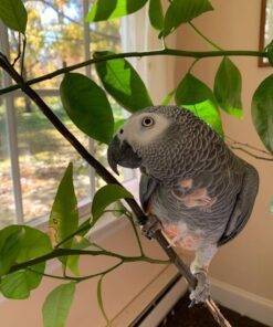 Congo African Grey for sale