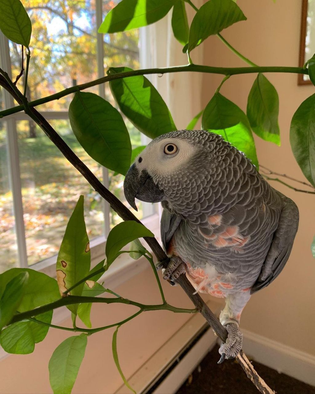 Congo African Grey for sale