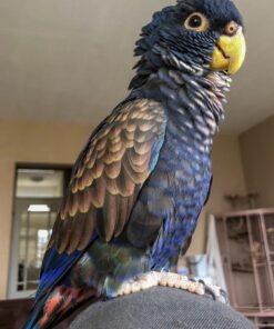 Bronze Winged Pionus