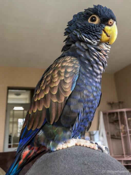 Bronze Winged Pionus