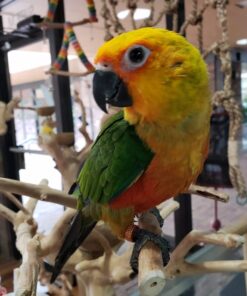 Jenday Conure for sale