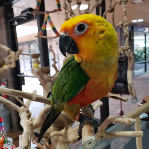 Jenday Conure for sale