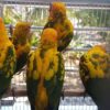 Golden Conure for sale