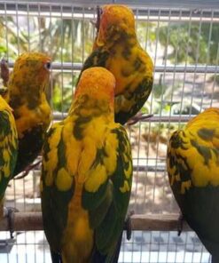 Golden Conure for sale