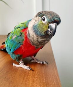 Crimson Bellied Conure for sale