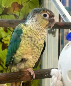 Turquoise Cheek Conure