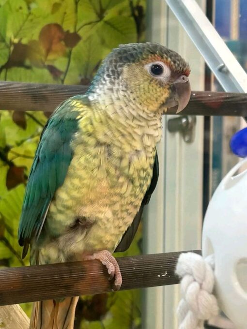 Turquoise Cheek Conure