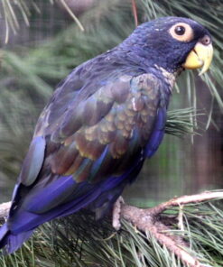 Pionus Parrots