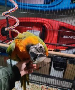 Catalina Macaw