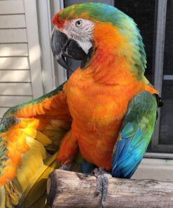 Catalina Macaw