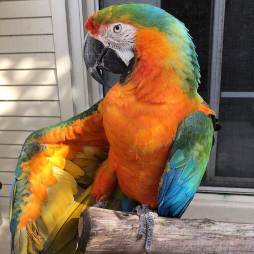 Catalina Macaw