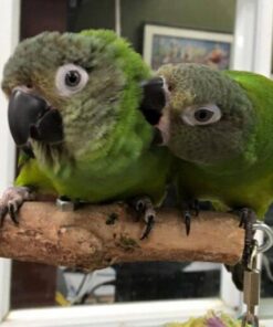 Dusky Headed Conure