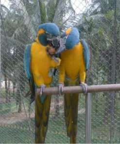 Blue Throated Macaw