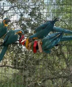 Blue Throated Macaw