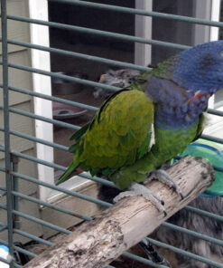 Blue Headed Pionus