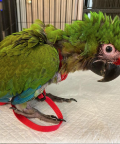 Military Macaw for sale