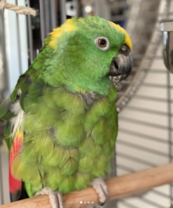 Yellow Naped Amazon