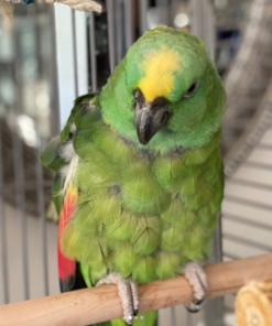 Yellow Naped Amazon