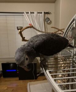 Timneh Parrot for sale