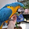 Blue and Gold Macaw for sale