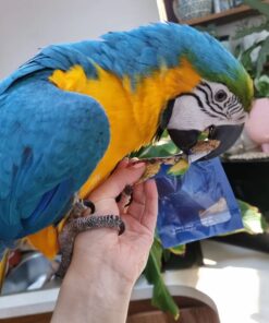 Blue and Gold Macaw for sale