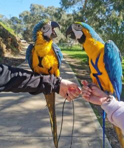 Blue and Gold Macaw for sale