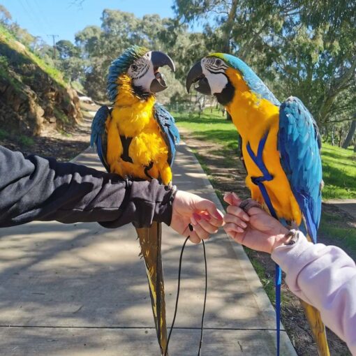 Blue and Gold Macaw for sale