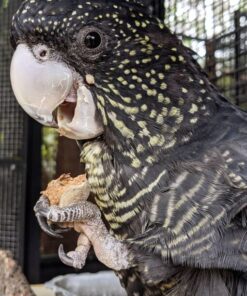 Red Tailed Black Cockatoo