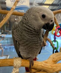 Congo Grey Parrot for sale