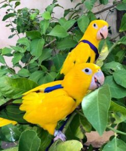 Conure Parrots