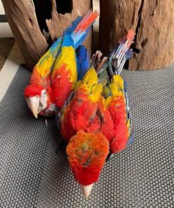 Scarlet Macaw for sale