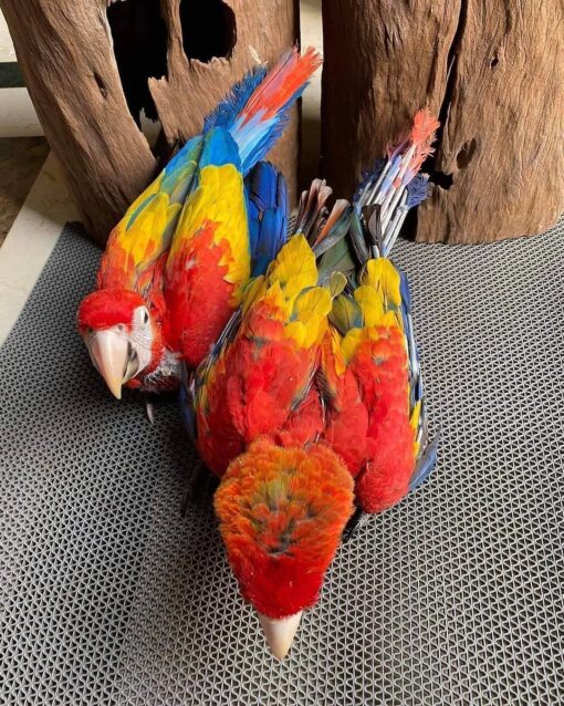 Scarlet Macaw for sale