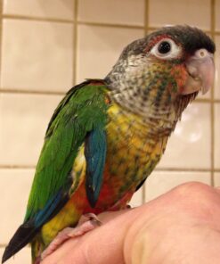 Green Cheek Conure