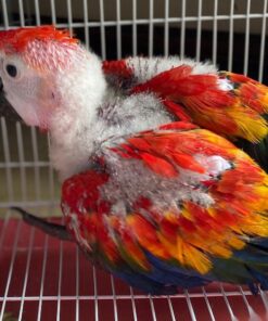 Scarlet Macaw for sale