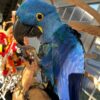 Hyacinth Macaw for sale